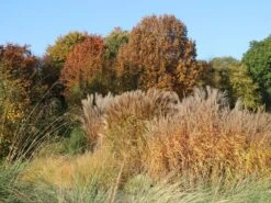 Chinaschilf 'Silberspinne' -Günstiges Erd Seele Geschäft chinaschilf silberspinne m044890 w 5