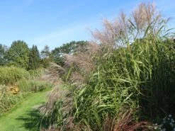 Chinaschilf 'Silberturm' 11 Chinaschilf 'Silberturm' -Günstiges Erd Seele Geschäft chinaschilf silberturm m059566 w 0