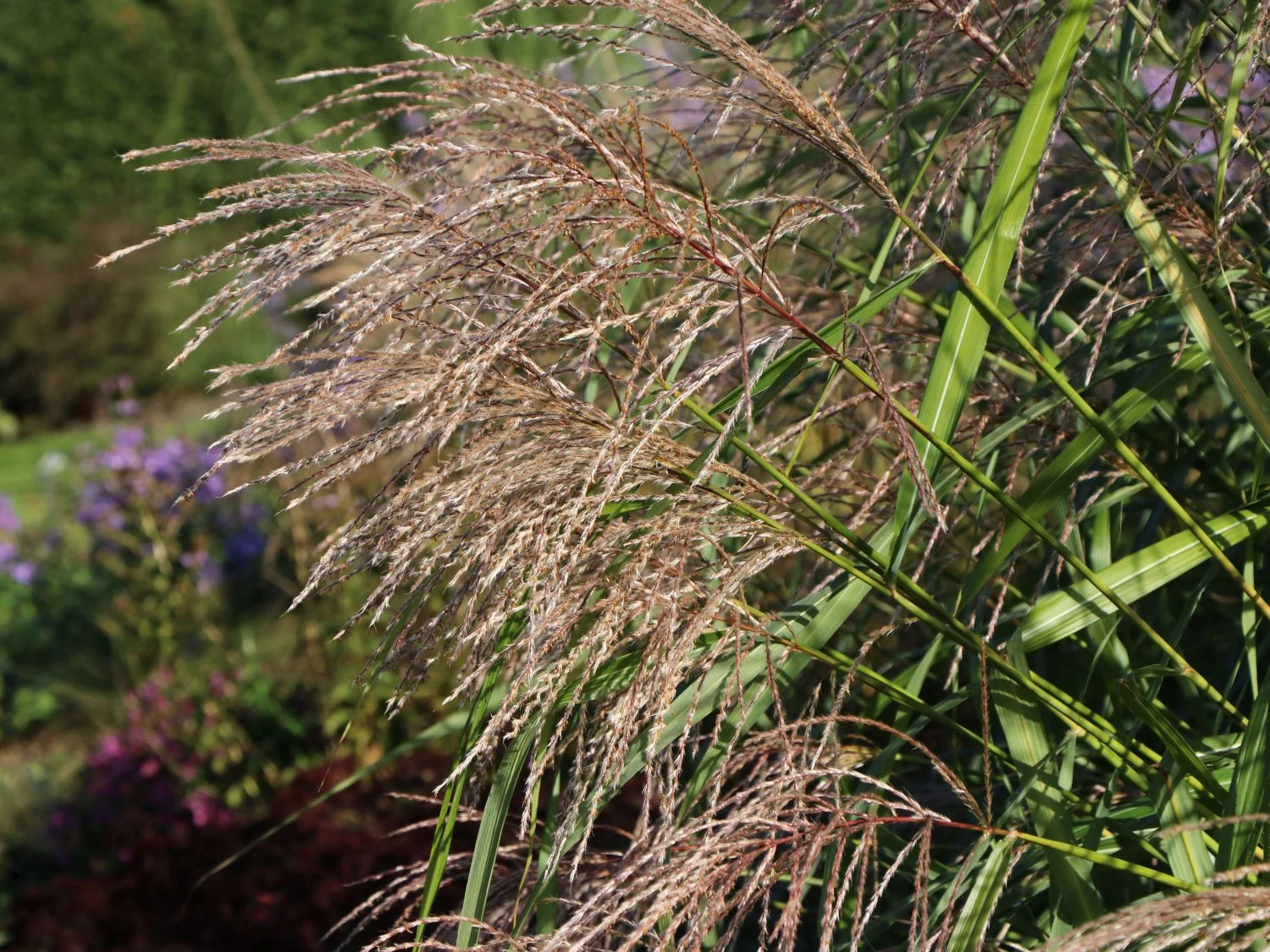 Chinaschilf 'Silberturm' 4 Chinaschilf 'Silberturm' – Bild 2