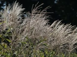 Chinaschilf 'Silberturm' 14 Chinaschilf 'Silberturm' -Günstiges Erd Seele Geschäft chinaschilf silberturm m059566 w 2