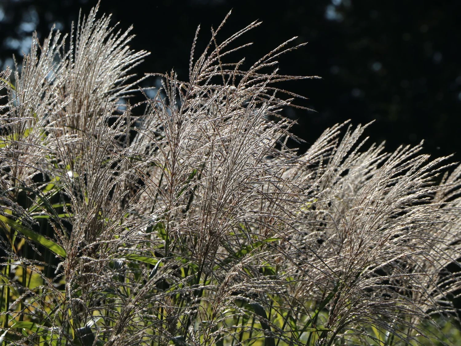 Chinaschilf 'Silberturm' 8 Chinaschilf 'Silberturm' – Bild 6