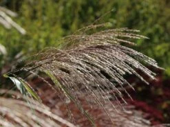 Chinaschilf 'Silberturm' 12 Chinaschilf 'Silberturm' -Günstiges Erd Seele Geschäft chinaschilf silberturm m059566 w 3