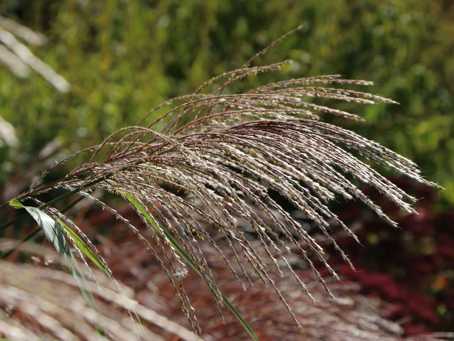 Chinaschilf 'Silberturm' 6 Chinaschilf 'Silberturm' – Bild 4