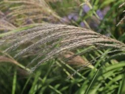 Chinaschilf 'Silberturm' 15 Chinaschilf 'Silberturm' -Günstiges Erd Seele Geschäft chinaschilf silberturm m059566 w 4