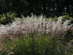 Chinaschilf 'Silberturm' 13 Chinaschilf 'Silberturm' -Günstiges Erd Seele Geschäft chinaschilf silberturm m059566 w 5