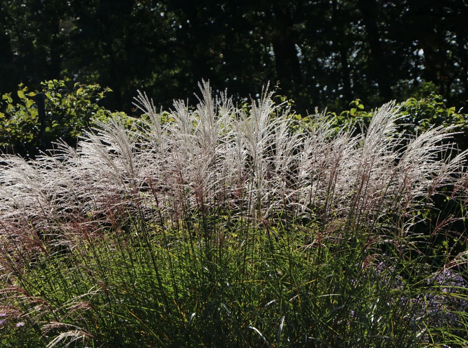 Chinaschilf 'Silberturm' 7 Chinaschilf 'Silberturm' – Bild 5