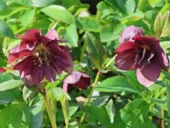 Christrose 'Pretty Ellen Purple'