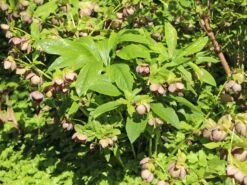 Christrose 'Pretty Ellen Purple' -Günstiges Erd Seele Geschäft christrose pretty ellen purple m122801 w 1