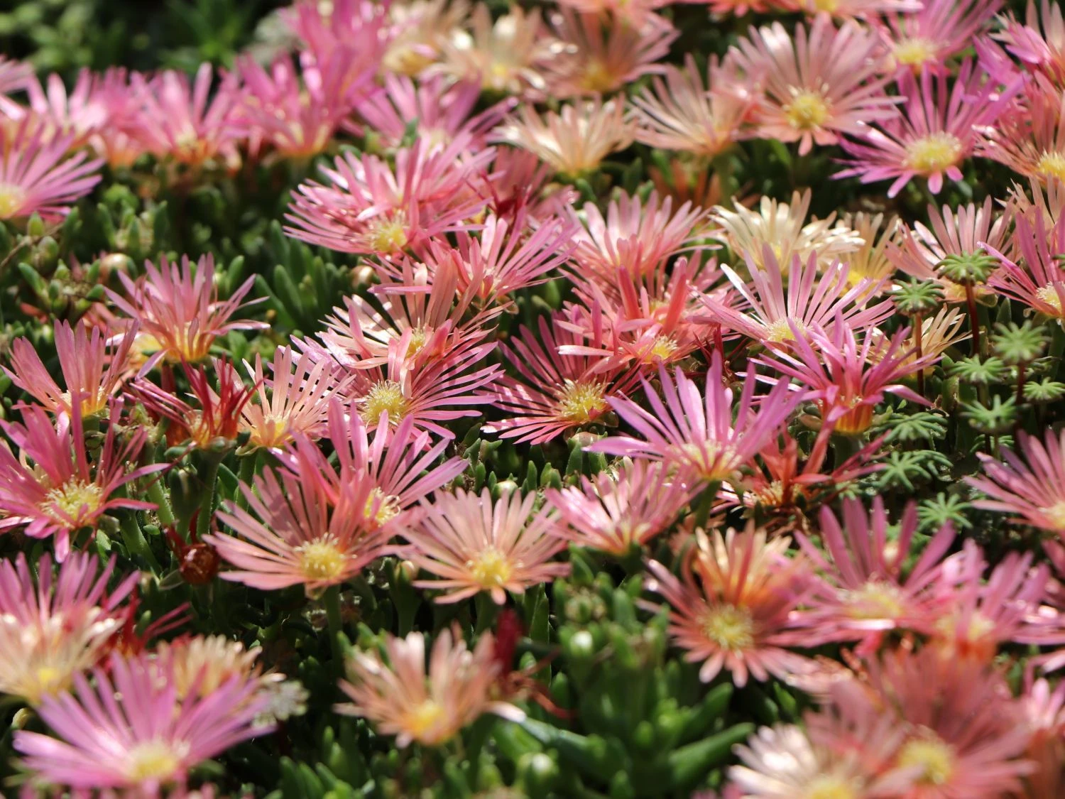 Coopers Mittagsblume 'Mesa Verde' ®