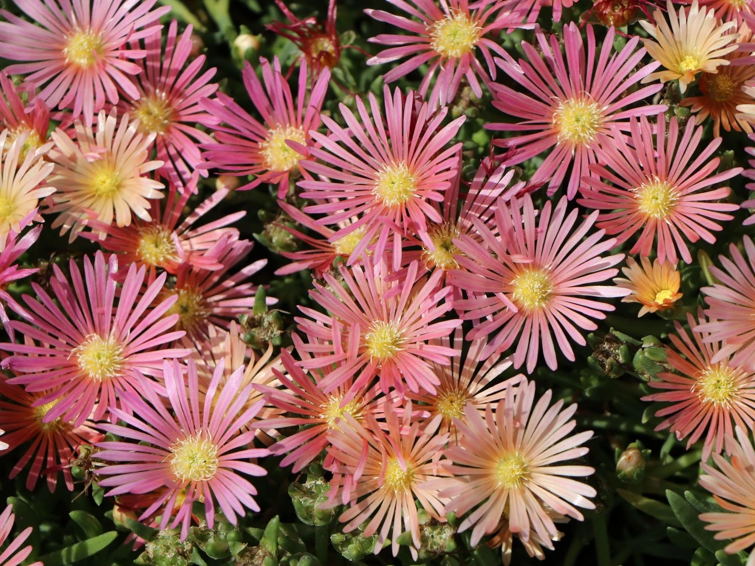 Coopers Mittagsblume 'Mesa Verde' ® – Bild 5