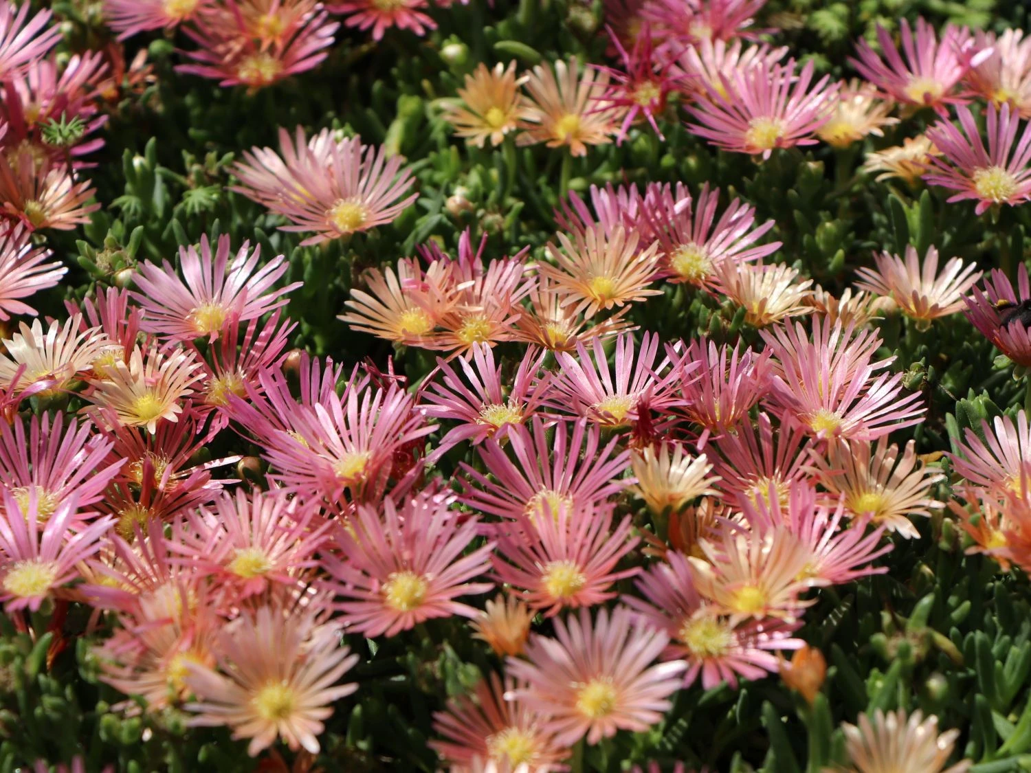 Coopers Mittagsblume 'Mesa Verde' ® – Bild 4