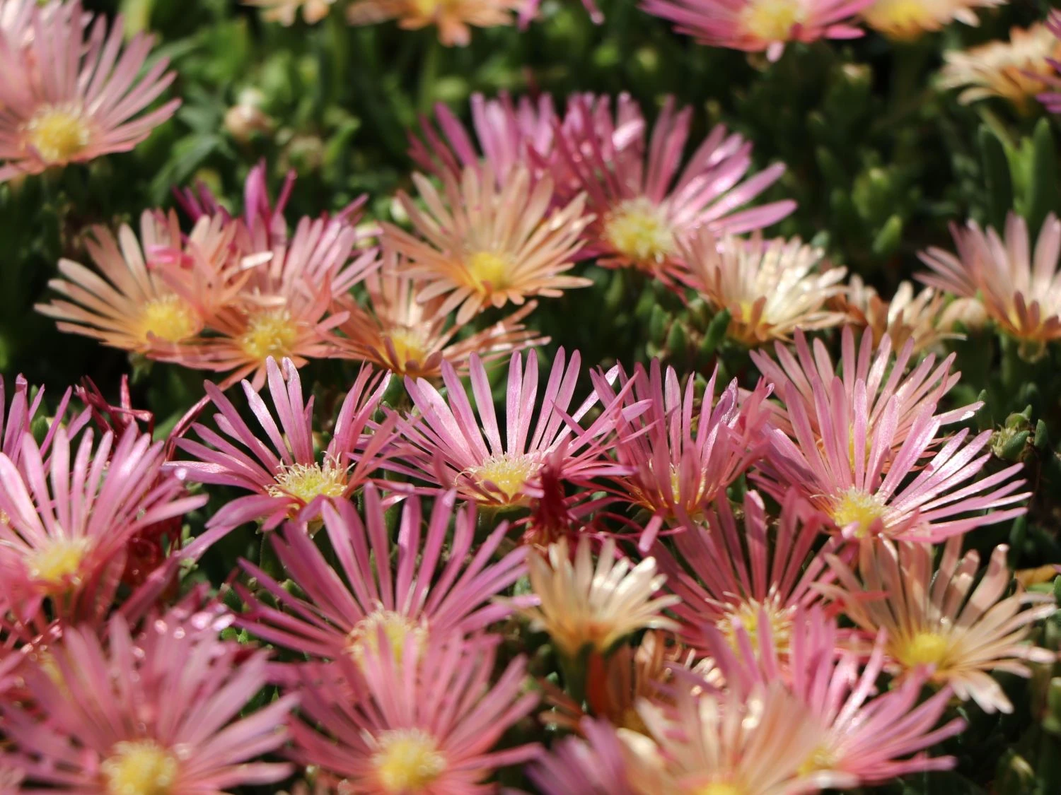 Coopers Mittagsblume 'Mesa Verde' ® – Bild 3