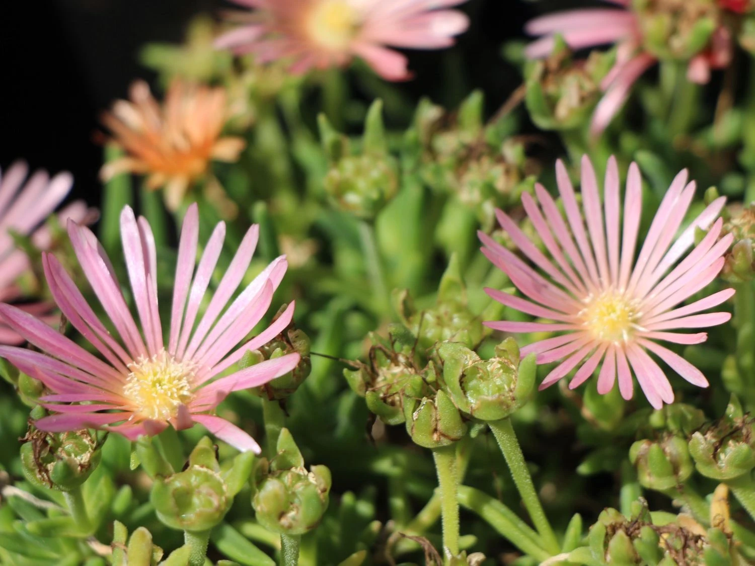 Coopers Mittagsblume 'Mesa Verde' ® – Bild 2