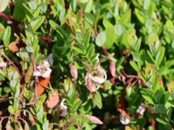 Cranberry / Großfruchtige Moosbeere 'Red Star' / 'Howes' 19 Cranberry / Großfruchtige Moosbeere 'Red Star' / 'Howes' -Günstiges Erd Seele Geschäft cranberry grossfruchtige moosbeere red star howes m008239 w 0