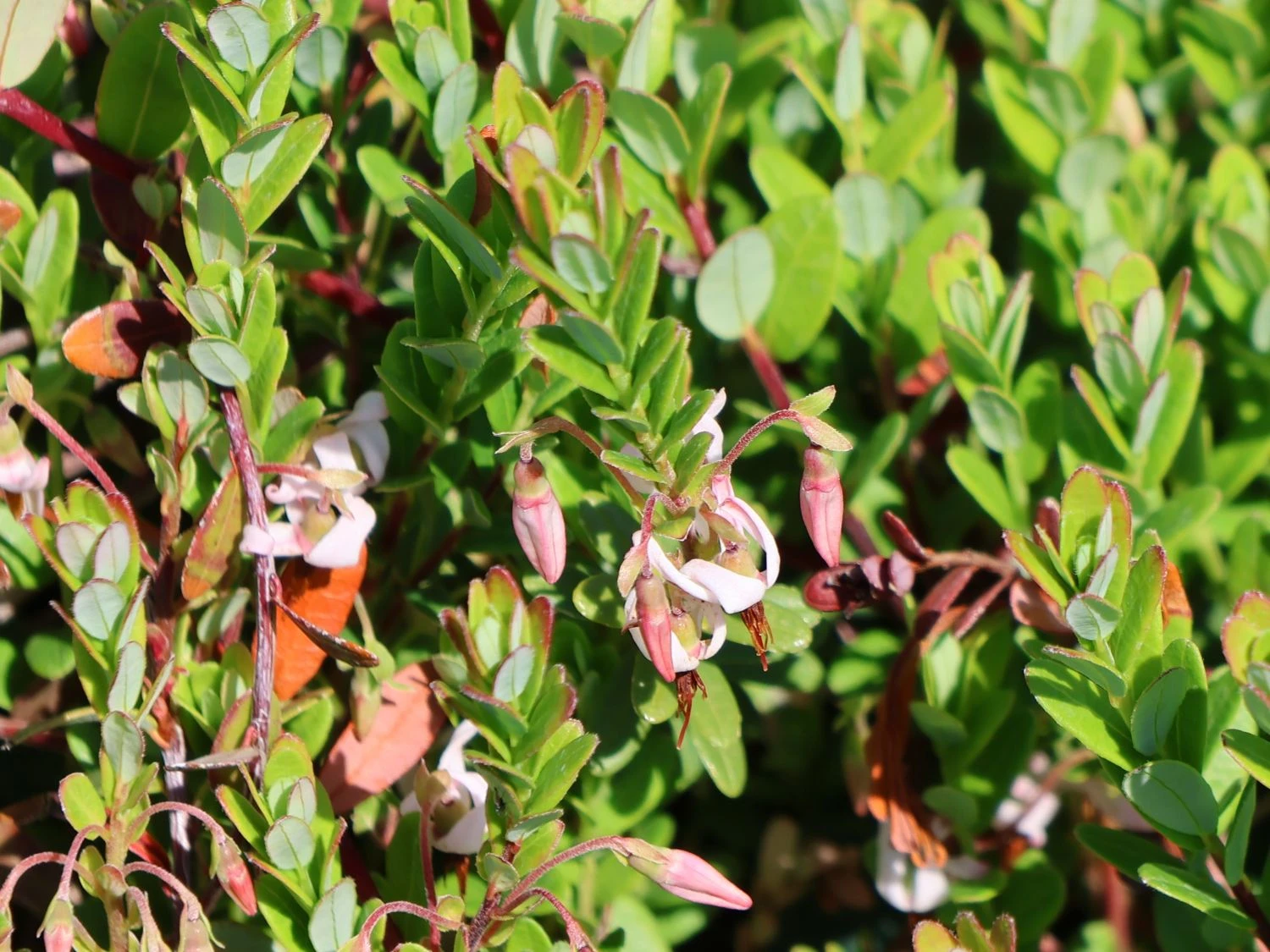 Cranberry / Großfruchtige Moosbeere 'Red Star' / 'Howes' 10 Cranberry / Großfruchtige Moosbeere 'Red Star' / 'Howes' – Bild 8