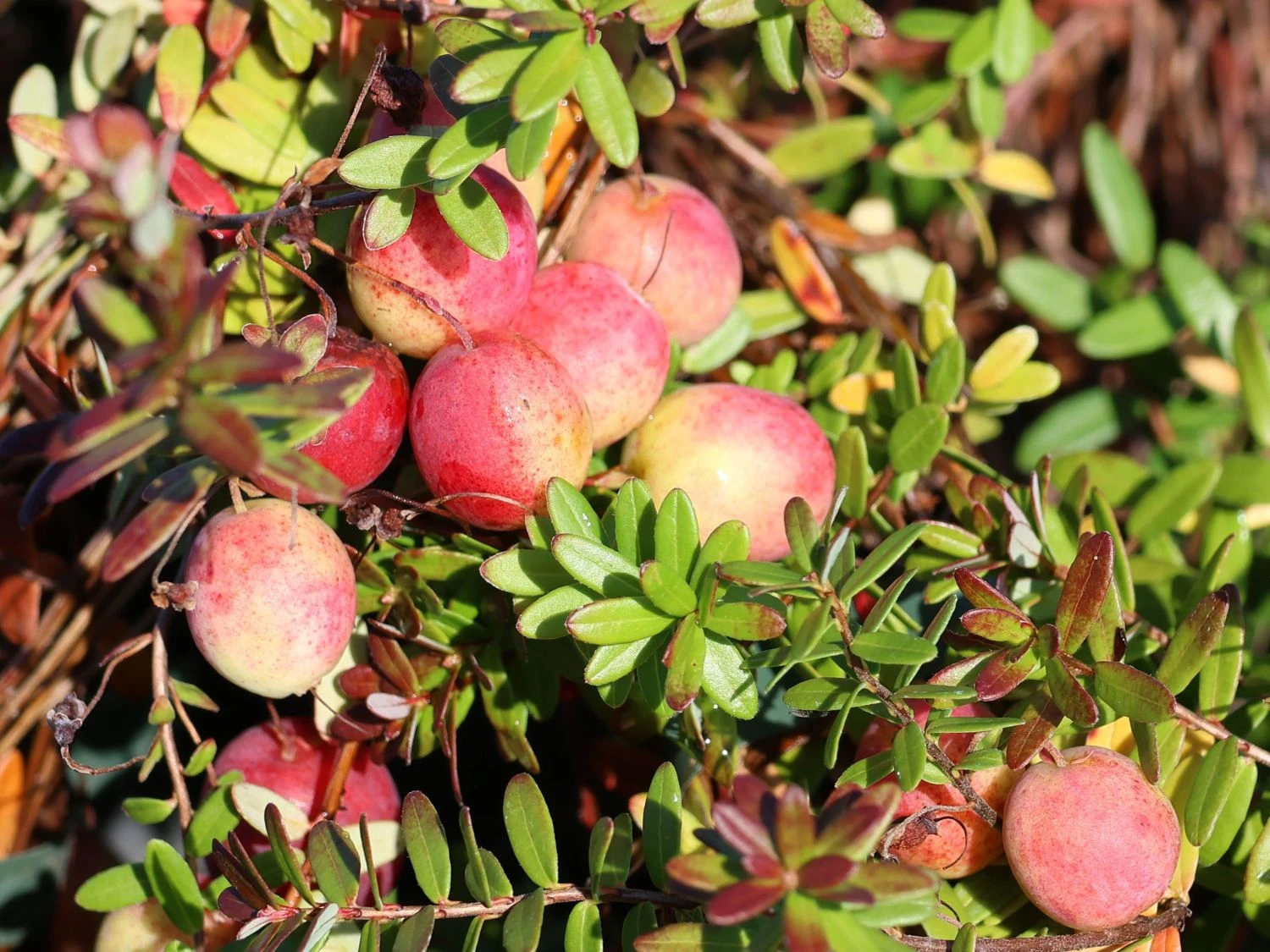 Cranberry / Großfruchtige Moosbeere 'Red Star' / 'Howes' 7 Cranberry / Großfruchtige Moosbeere 'Red Star' / 'Howes' – Bild 5