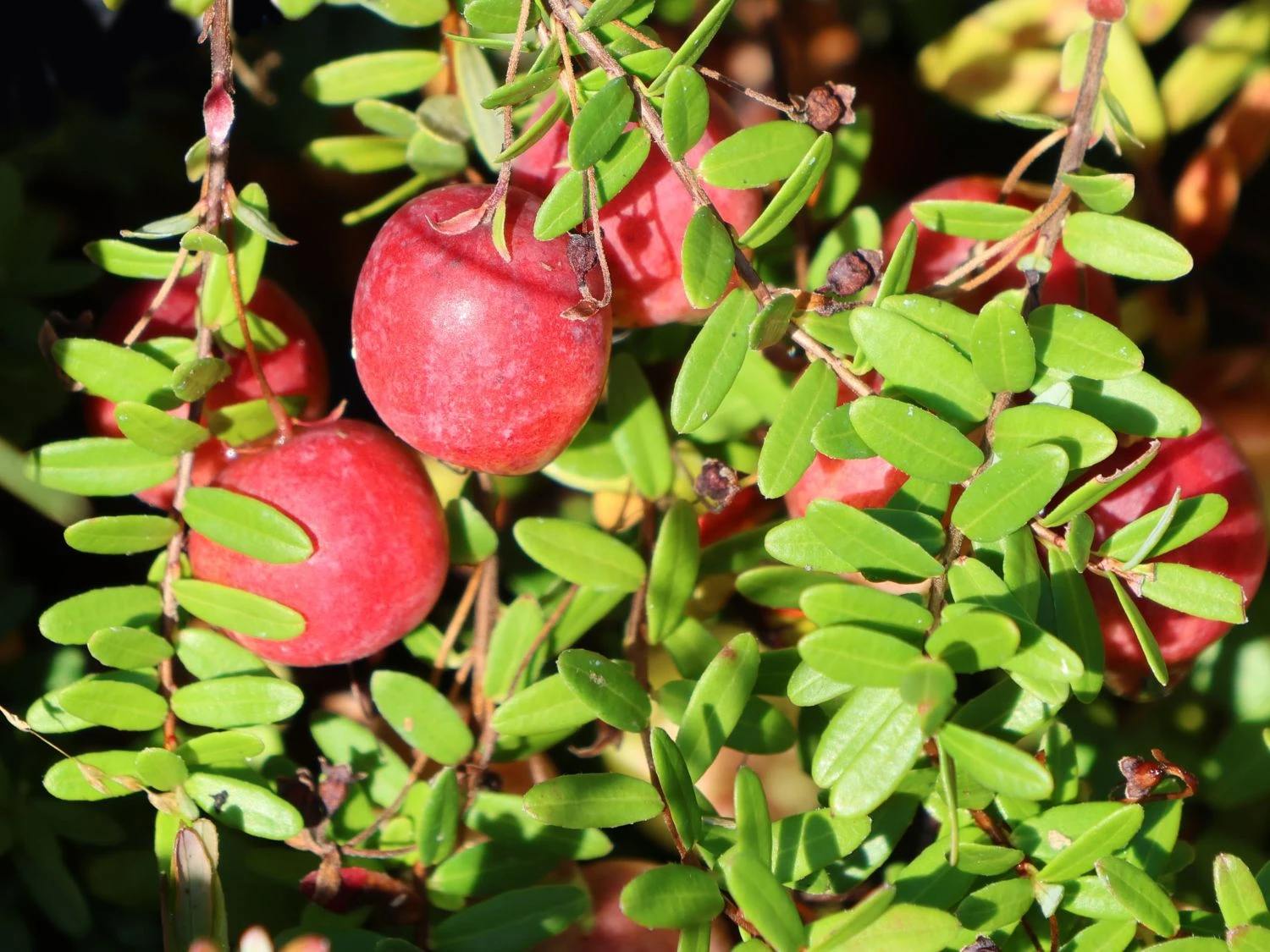 Cranberry / Großfruchtige Moosbeere 'Red Star' / 'Howes' 6 Cranberry / Großfruchtige Moosbeere 'Red Star' / 'Howes' – Bild 4