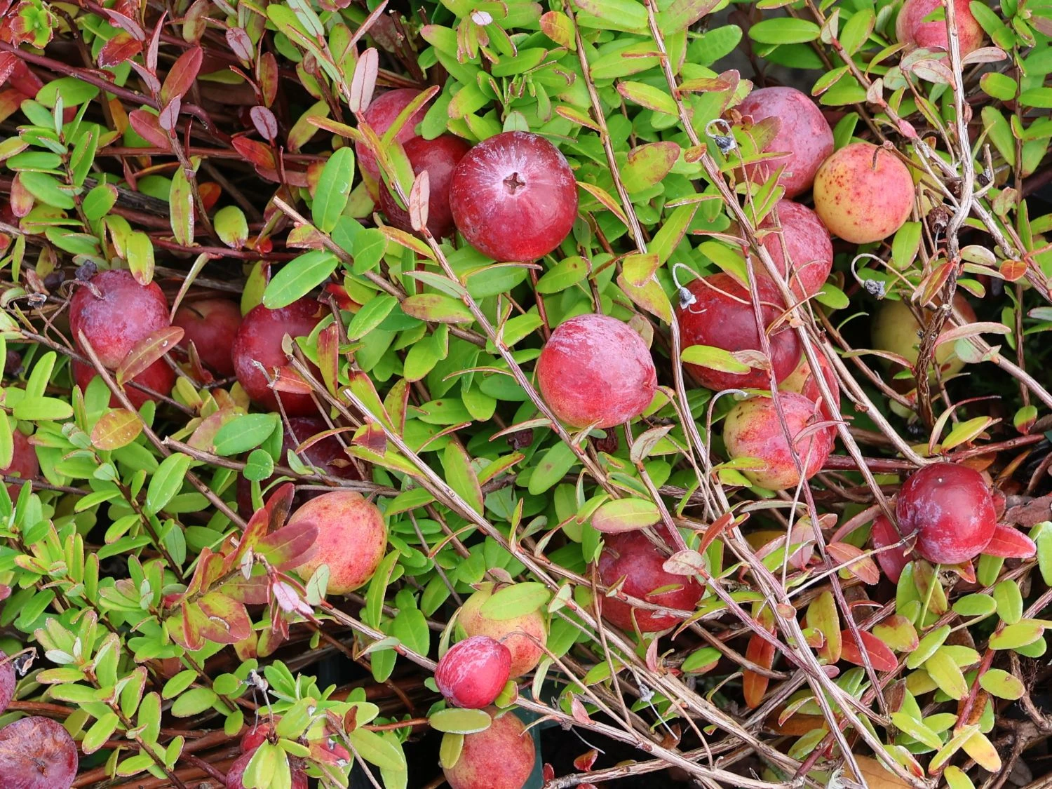 Cranberry / Großfruchtige Moosbeere 'Red Star' / 'Howes' 4 Cranberry / Großfruchtige Moosbeere 'Red Star' / 'Howes' – Bild 2