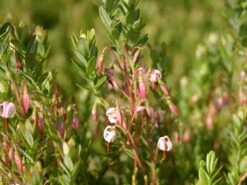 Cranberry / Großfruchtige Moosbeere 'Red Star' / 'Howes' 14 Cranberry / Großfruchtige Moosbeere 'Red Star' / 'Howes' -Günstiges Erd Seele Geschäft cranberry grossfruechtige moosbeere gesundheitsbeere m008239 w 0