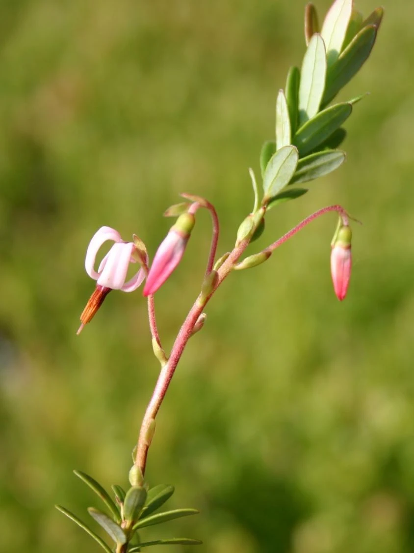 Cranberry / Großfruchtige Moosbeere 'Red Star' / 'Howes' 8 Cranberry / Großfruchtige Moosbeere 'Red Star' / 'Howes' – Bild 6