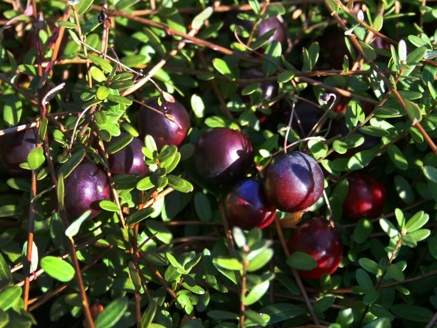 Cranberry / Moosbeere 'Pilgrim' 3 Cranberry / Moosbeere 'Pilgrim'