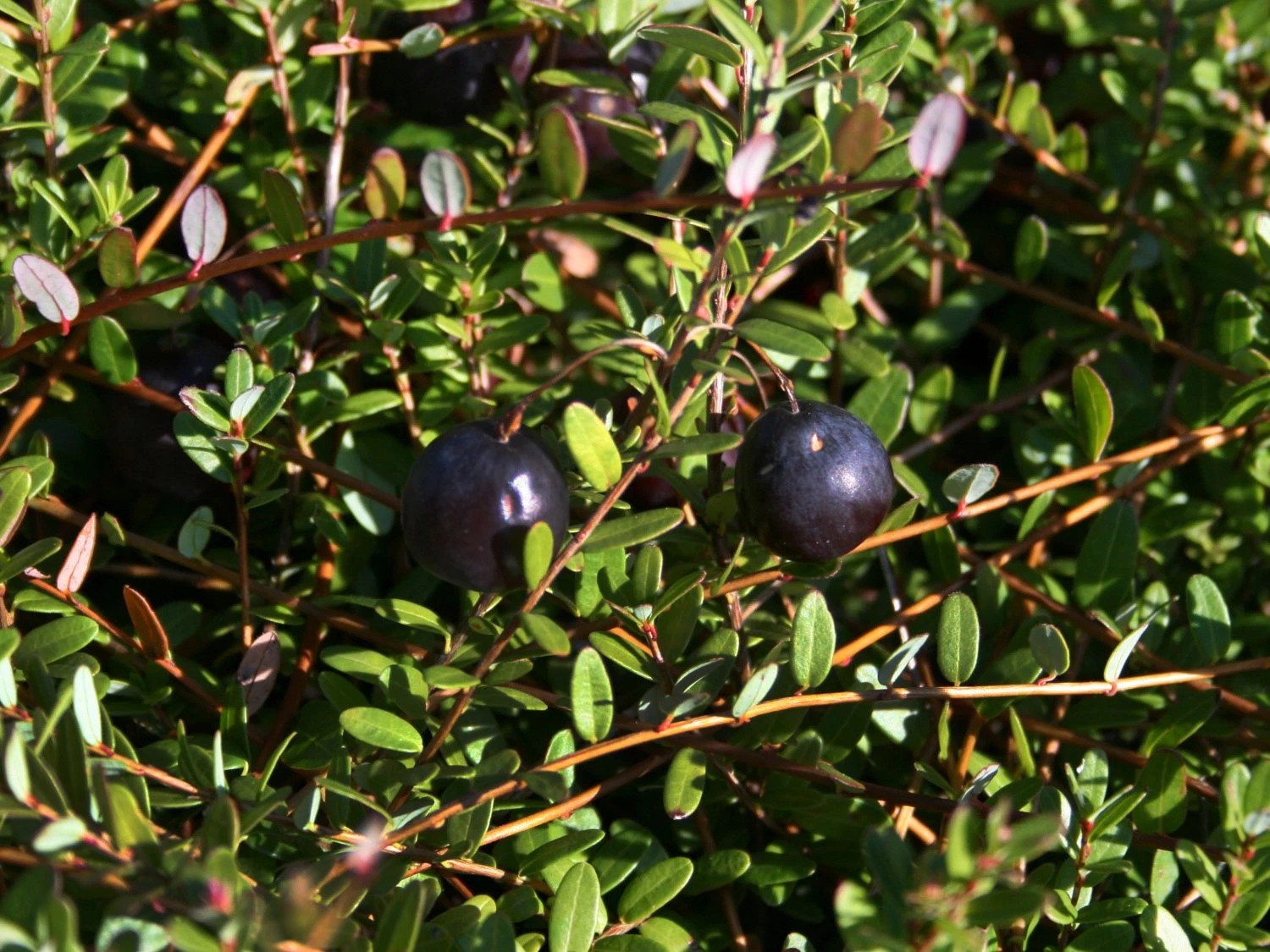 Cranberry / Moosbeere 'Pilgrim' 4 Cranberry / Moosbeere 'Pilgrim' – Bild 2