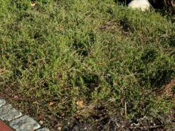 Cranberry / Moosbeere 'Pilgrim' 9 Cranberry / Moosbeere 'Pilgrim' -Günstiges Erd Seele Geschäft cranberry moosbeere pilgrim m009865 w 2