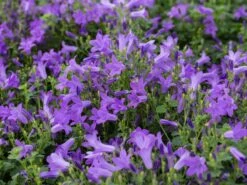 Dalmatiner Polster-Glockenblume -Günstiges Erd Seele Geschäft dalmatiner polster glockenblume m009171 w 1