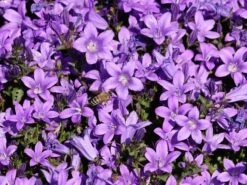 Dalmatiner Polster-Glockenblume -Günstiges Erd Seele Geschäft dalmatiner polster glockenblume m009171 w 2