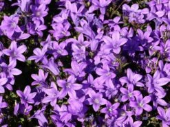 Dalmatiner Polster-Glockenblume -Günstiges Erd Seele Geschäft dalmatiner polster glockenblume m009171 w 3