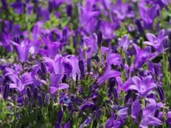 Dalmatiner Polster-Glockenblume -Günstiges Erd Seele Geschäft dalmatiner polster glockenblume m009171 w 4