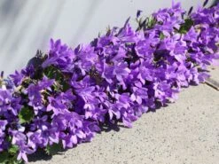 Dalmatiner Polster-Glockenblume -Günstiges Erd Seele Geschäft dalmatiner polster glockenblume m009171 w 6