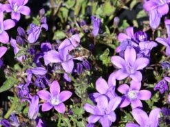 Dalmatiner Polster-Glockenblume -Günstiges Erd Seele Geschäft dalmatiner polster glockenblume m009171 w 7