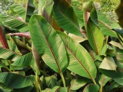 Darjeeling-Banane / Bananenstaude 'Red Tiger' -Günstiges Erd Seele Geschäft darjeeling banane bananenstaude red tiger m114572 w 1