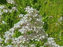 Dolden-Glockenblume 'White Pouffe'