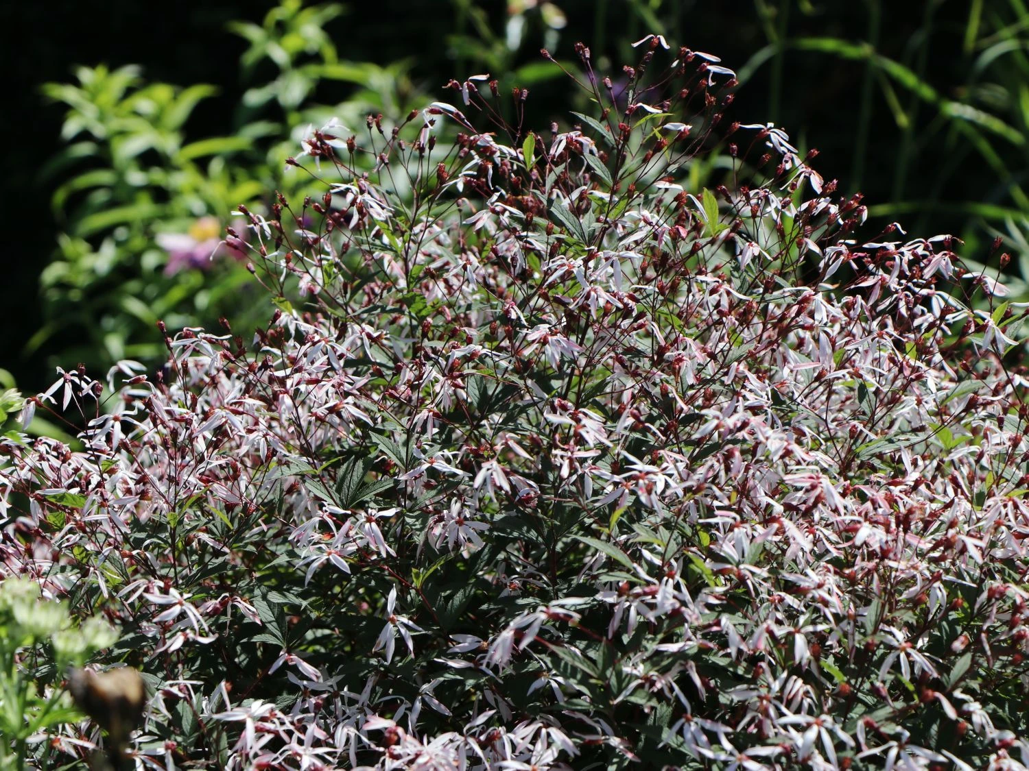 Dreiblattspiere 3 Dreiblattspiere