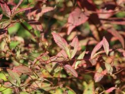 Dreiblattspiere 17 Dreiblattspiere -Günstiges Erd Seele Geschäft dreiblattspiere m058681 w 0