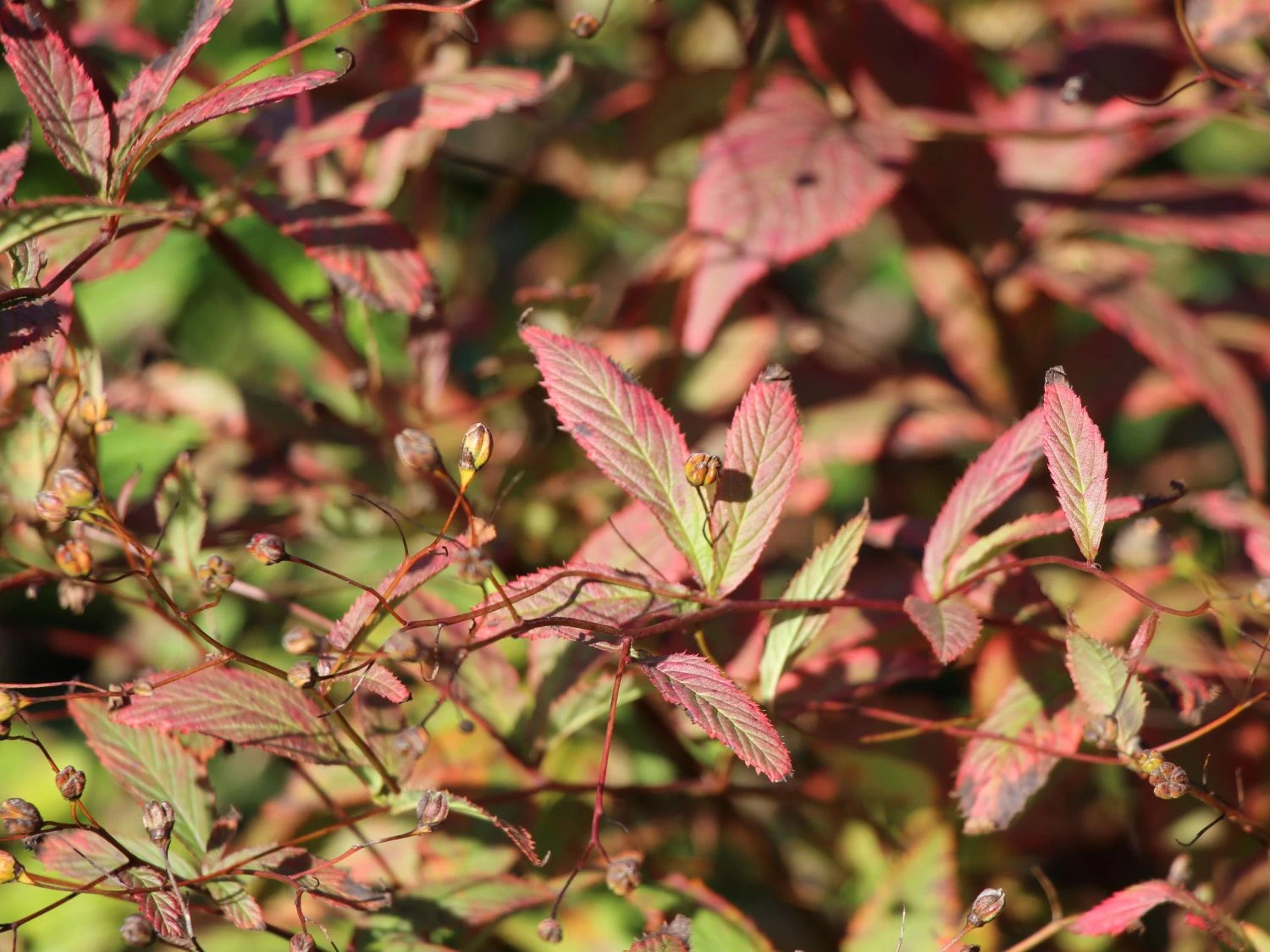 Dreiblattspiere 10 Dreiblattspiere – Bild 8