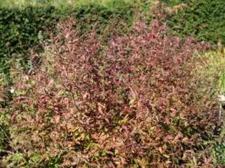 Dreiblattspiere 12 Dreiblattspiere -Günstiges Erd Seele Geschäft dreiblattspiere m058681 w 1