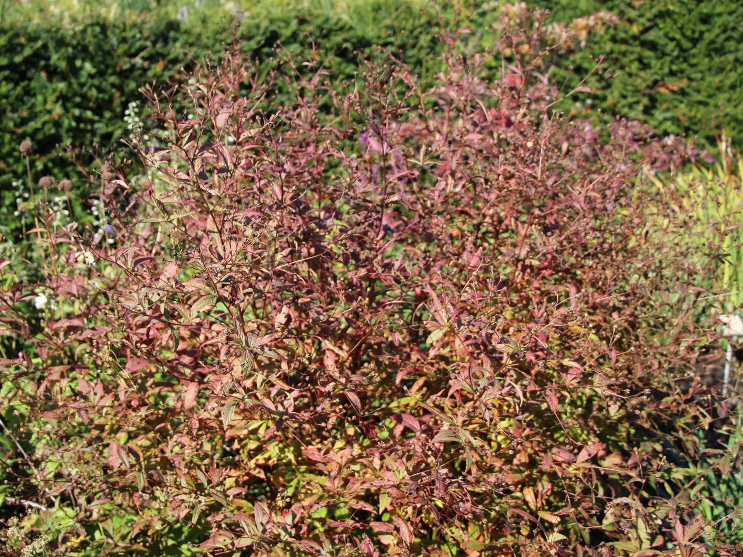 Dreiblattspiere 5 Dreiblattspiere – Bild 3