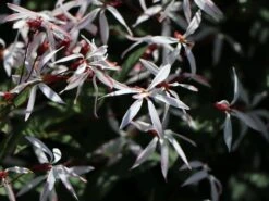 Dreiblattspiere 14 Dreiblattspiere -Günstiges Erd Seele Geschäft dreiblattspiere m058681 w 2