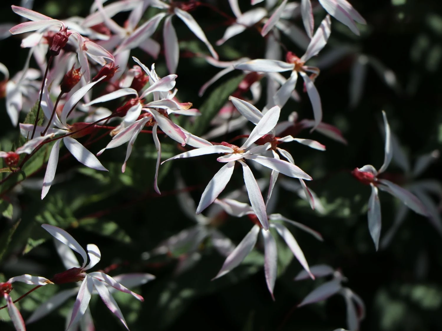 Dreiblattspiere 7 Dreiblattspiere – Bild 5