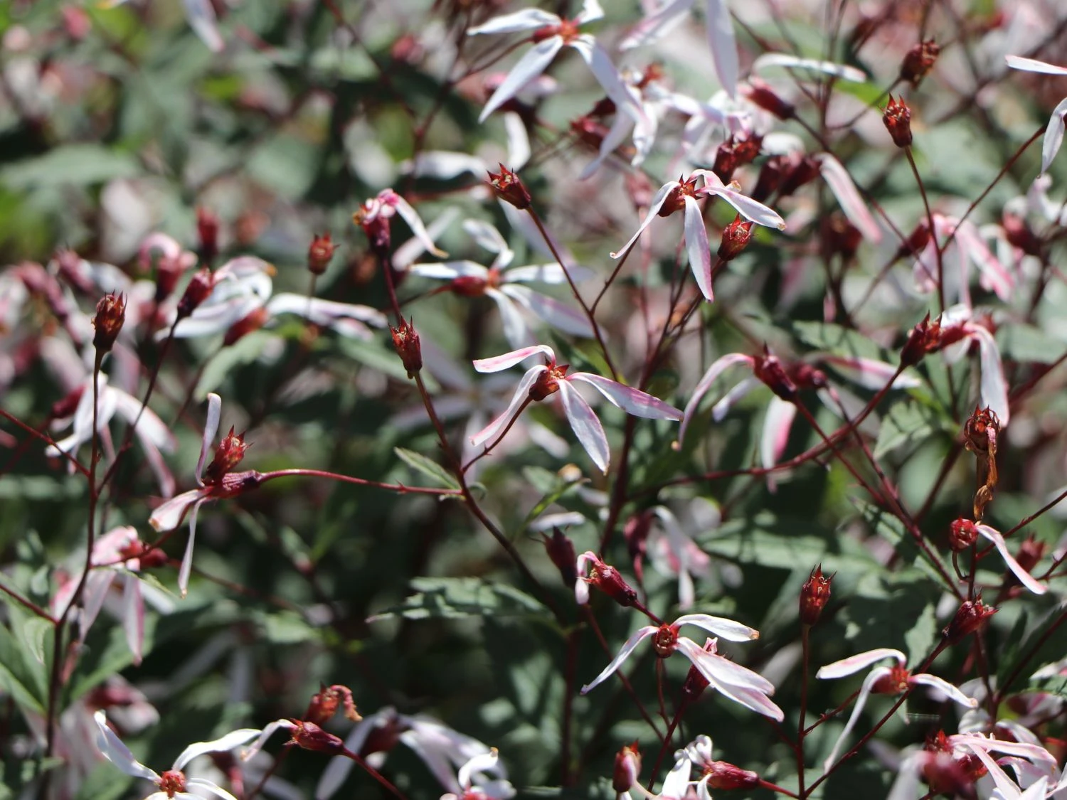 Dreiblattspiere 6 Dreiblattspiere – Bild 4