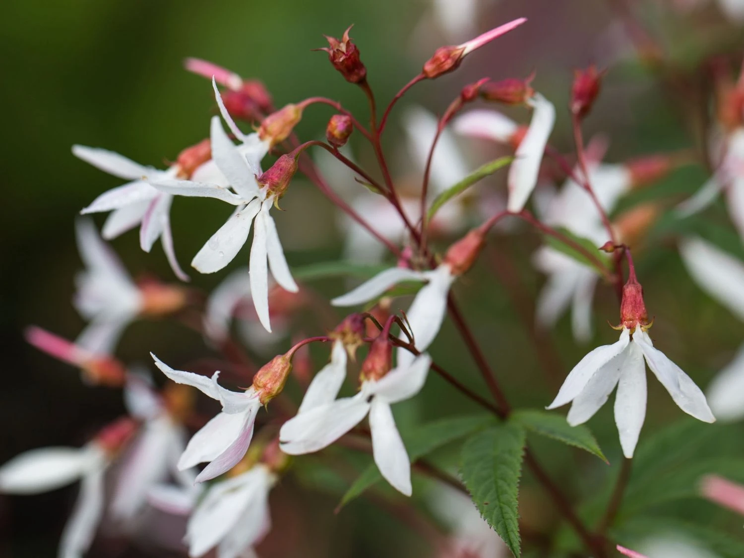 Dreiblattspiere 4 Dreiblattspiere – Bild 2