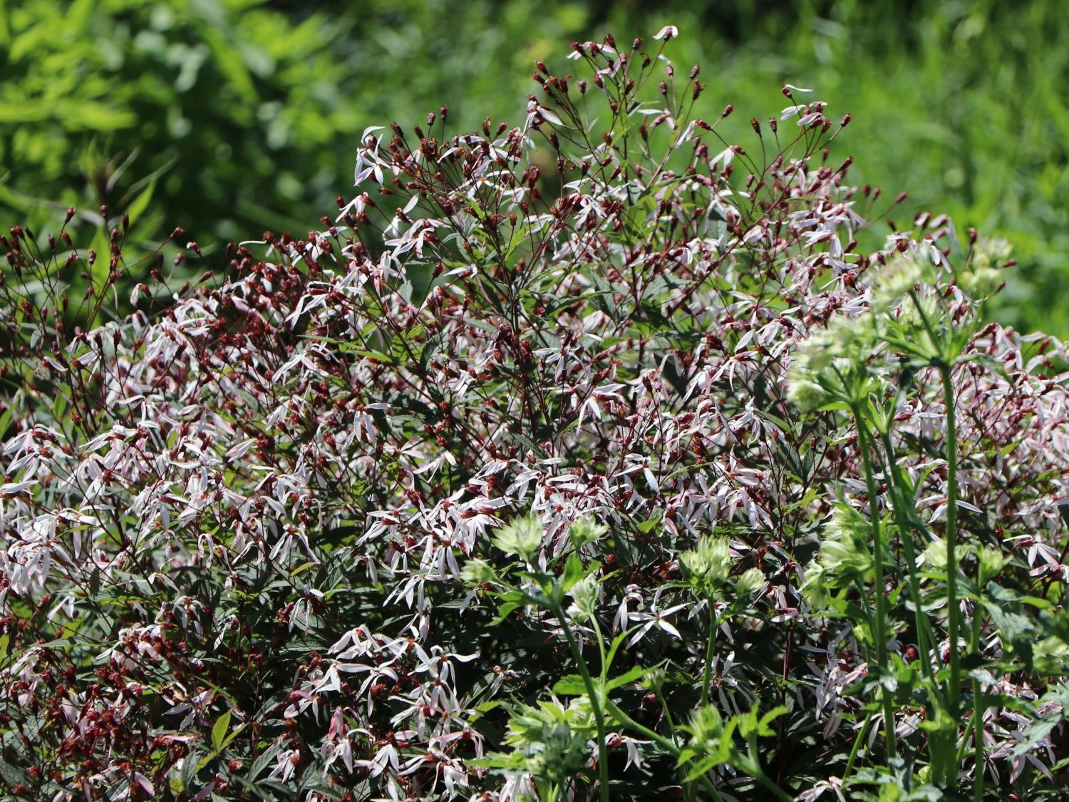 Dreiblattspiere 9 Dreiblattspiere – Bild 7