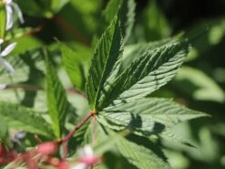 Dreiblattspiere 15 Dreiblattspiere -Günstiges Erd Seele Geschäft dreiblattspiere m058681 w 6