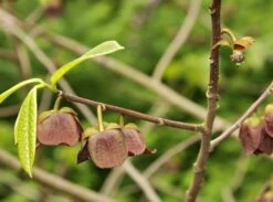 Indianerbanane / Dreilappige Papau 'Sunflower'