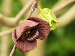 Indianerbanane / Dreilappige Papau 'Sunflower' -Günstiges Erd Seele Geschäft dreilappige papau sunflower m057371 w 1