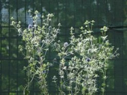 Dreiteilige Mannstreu