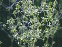 Dreiteilige Mannstreu 10 Dreiteilige Mannstreu -Günstiges Erd Seele Geschäft dreiteilige mannstreu m062115 w 0